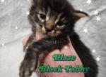 Blaze The Winter Litter - Maine Coon Cat For Sale - Kingman&comma; AZ&comma; US