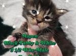 Aspen The Winter Litter - Maine Coon Cat For Sale - Kingman&comma; AZ&comma; US