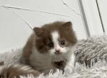 Bob - British Shorthair Cat For Sale - Englewood&comma; CO&comma; US