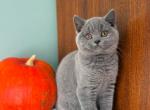 Duncan - British Shorthair Cat For Sale - Pembroke Pines&comma; FL&comma; US