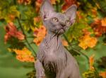 Thomas - Sphynx Cat For Sale - Pembroke Pines&comma; FL&comma; US