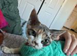Calico - Devon Rex Cat For Sale - Brooklyn&comma; NY&comma; US