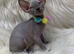Lulu - Sphynx Cat For Sale - Brooklyn&comma; NY&comma; US
