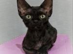 Ebany - Devon Rex Cat For Sale - Brooklyn&comma; NY&comma; US