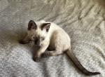 FRANK - Siamese Cat For Sale - Bryan&comma; TX&comma; US