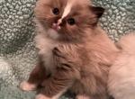 Christmas Kittens - Ragdoll Cat For Sale - Hutchinson&comma; MN&comma; US