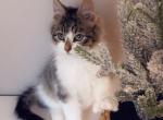 Lovely - Polydactyl Cat For Sale - Vancouver&comma; WA&comma; US
