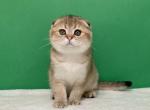 Cosmos - Scottish Fold Cat For Sale - Cathlamet&comma; WA&comma; US