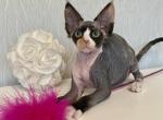 Korra&lowbar; - Devon Rex Cat For Sale - Norwalk&comma; CT&comma; US