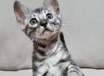 Diesel - Bengal Cat For Sale - Norwalk&comma; CT&comma; US