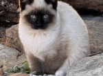 River - Siamese Cat For Sale - Theodosia&comma; MO&comma; US