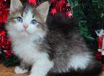 Zefir - Siberian Cat For Sale - Miami&comma; FL&comma; US
