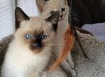 Siamese Seal point Male ready December 12 - Siamese Cat For Sale - Wayland&comma; MA&comma; US