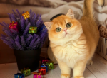 Olesya - British Shorthair Cat For Sale - Glendale&comma; CA&comma; US