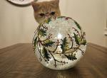 Valentino - Persian Cat For Sale - Warminster&comma; PA&comma; US