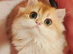 Loli - British Shorthair Cat For Sale - Irvine&comma; CA&comma; US