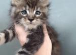 Bella - Maine Coon Cat For Sale - Hollywood&comma; FL&comma; US