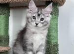 Zvezda - Maine Coon Cat For Sale - Brooklyn&comma; NY&comma; US