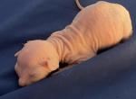Totally bald Sphynx kittens - Sphynx Cat For Sale - Massapequa&comma; NY&comma; US