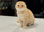 Adorable Scottish Fold Kittens - Scottish Fold Cat For Sale - Los Angeles&comma; CA&comma; US