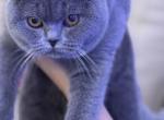 Iris - British Shorthair Cat For Sale - Philadelphia&comma; PA&comma; US
