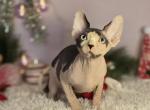 Winston - Sphynx Cat For Sale - Mundelein&comma; IL&comma; US