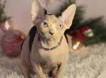Vivian - Sphynx Cat For Sale - Mundelein&comma; IL&comma; US