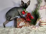 Horus - Sphynx Cat For Sale - Mundelein&comma; IL&comma; US