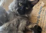 Indigo MCO ns - Maine Coon Cat For Sale - Chipley&comma; FL&comma; US
