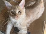 Itty Purr MCO ds 22 - Maine Coon Cat For Sale - Chipley&comma; FL&comma; US