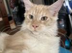 Ignacios MCO es 22 - Maine Coon Cat For Sale - Chipley&comma; FL&comma; US