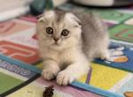 Nelly - Scottish Fold Cat For Sale - New York&comma; NY&comma; US