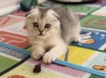 Nelly - British Shorthair Cat For Sale - Brooklyn&comma; NY&comma; US