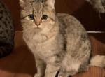 Bysik - Scottish Fold Cat For Sale - Philadelphia&comma; PA&comma; US