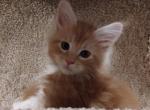 Jaq - Maine Coon Cat For Sale - Trevor&comma; WI&comma; US