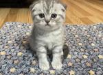 Charlie - Scottish Fold Cat For Sale - Howard Lake&comma; MN&comma; US