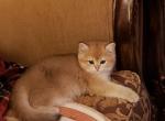 Maxi - Scottish Straight Cat For Sale - Rio Linda&comma; CA&comma; US