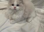 Ragdoll female kitten - Ragdoll Cat For Sale - Anaheim&comma; CA&comma; US