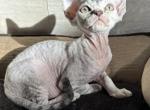 Arwen - Devon Rex Cat For Sale - Philadelphia&comma; PA&comma; US