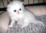 Rudolph - Persian Cat For Sale - FL&comma; US