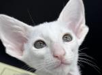 White Male Oriental Shorthair OSH Kitten - Oriental Cat For Sale - NJ&comma; US