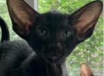 Black Oriental Male Kitten OSH B - Oriental Cat For Sale - NJ&comma; US