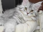 Dianna - Maine Coon Cat For Sale - Grayslake&comma; IL&comma; US