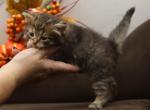 Imelda of RomanovCats - Siberian Cat For Sale - Ashburn&comma; VA&comma; US