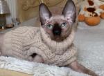 Prince - Sphynx Cat For Sale - Pembroke Pines&comma; FL&comma; US