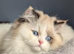Uber Rare Blue Eyed Tortie Point British Longhair - British Shorthair Cat For Sale - Cleveland&comma; OH&comma; US