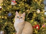 British golden girl - British Shorthair Cat For Sale - Shakopee&comma; MN&comma; US