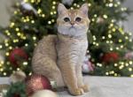 British shorthair boy - Brazilian Shorthair Cat For Sale - Shakopee&comma; MN&comma; US