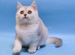 Silver ns 11 scottish straight boy with green eyes - Scottish Straight Cat For Sale - CA&comma; US