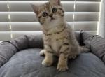 Poppy - Scottish Straight Cat For Sale - Roseville&comma; CA&comma; US